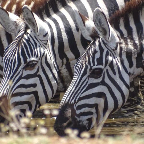 6-Day Midrange Tanzania Safari