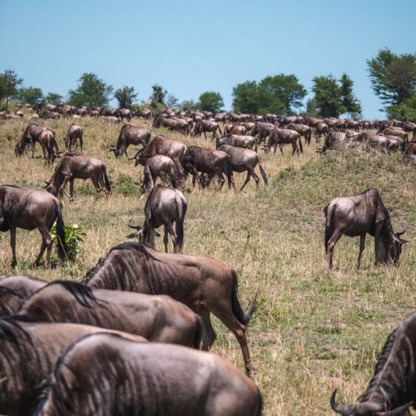 6-Day The Serengeti Trail